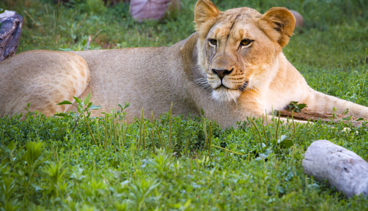   Giving Tuesday: Racine Zoo |  Local News I Racine County Eye

