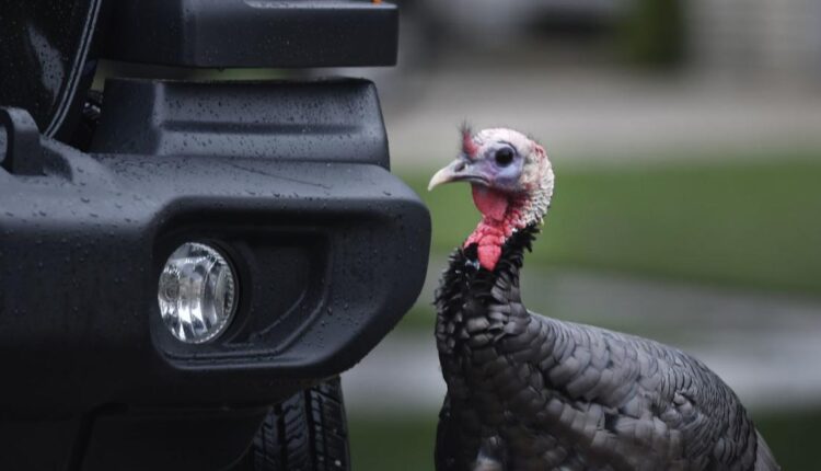 Neighborhood, wildlife group clash in `Carl the Turkey' capture attempt; elusive, enigmatic fowl still struts in Kenosha's Forest Park | Local News