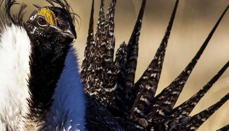 Sage Grouse 