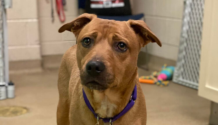   Wisconsin Humane Society Recommended pet: Zoe |  Local News I Racine County Eye

