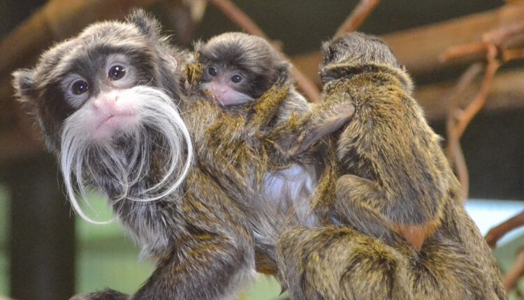 Racine Zoo Announces Emperor Tamarin Twins Born In December

