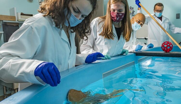 UW-Madison expert researches cancer with sharks