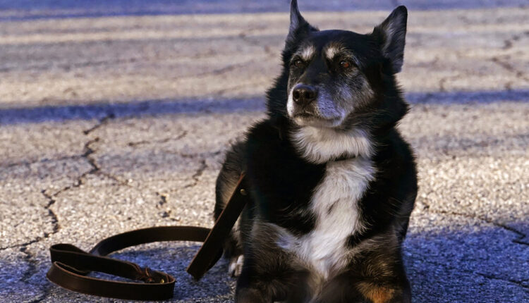  K-9 featured in Netflix movie Euthanized |  WFRV Local 5
