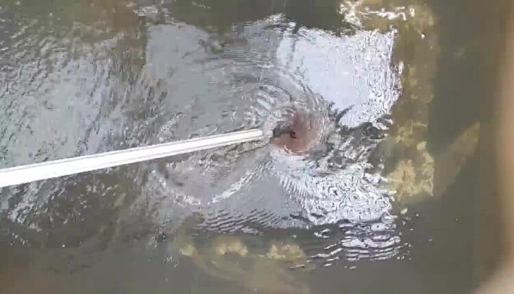 Restoration work to begin on Kenosha fish rearing pond