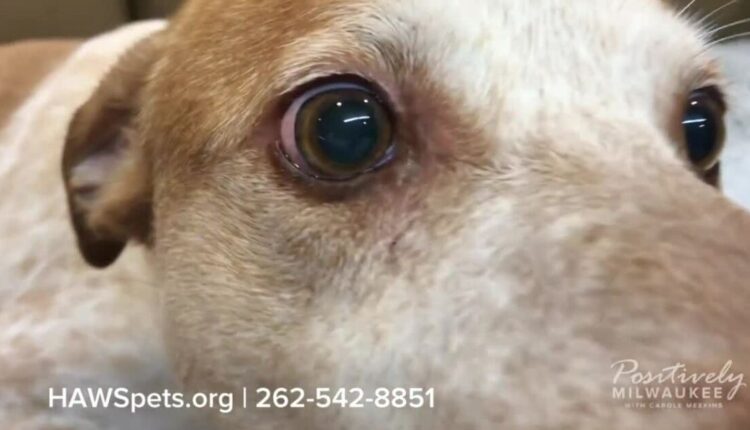 Meet our Pawsitively Milwaukee Pet of the Week: Copper!