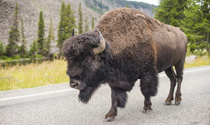  Woman gored by bison at Yellowstone park |  WFRV Local 5
