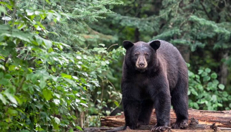  Bear killed after colliding with motorcycle |  WFRV Local 5
