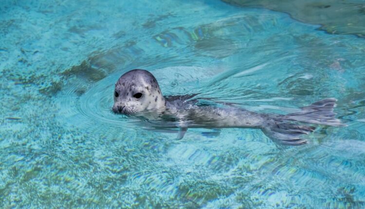 $4 admission to the Milwaukee County Zoo on the Fourth of July