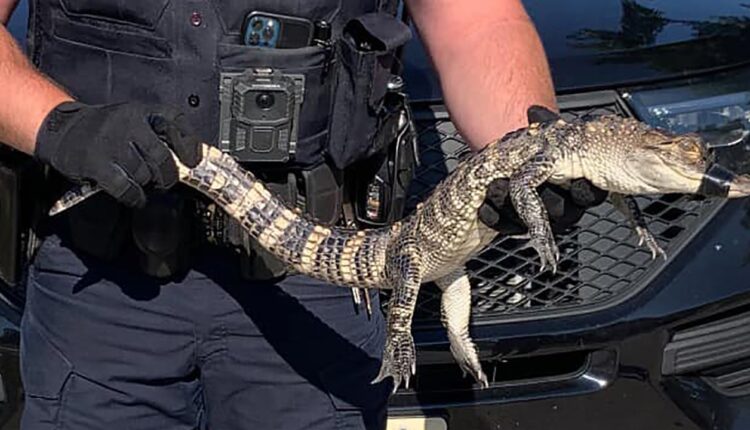 Alligator found, Kenosha's north side; reptile now at sanctuary