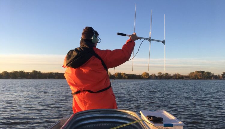 Fisheries researcher tracks tagged muskies in the Fox River