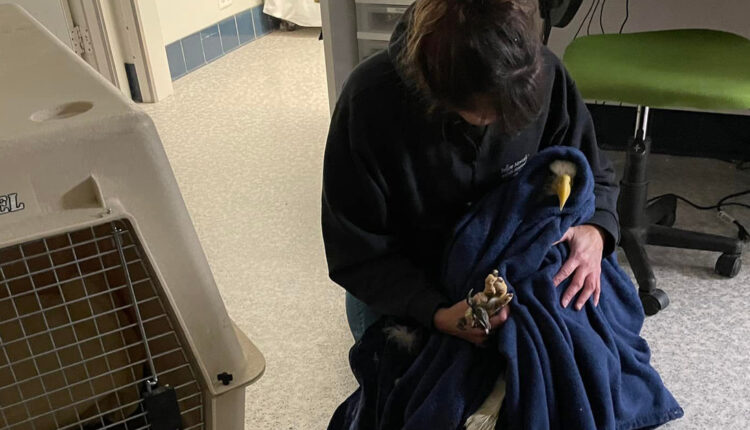 Wisconsin DNR investigating shooting of bald eagle in Racine County
