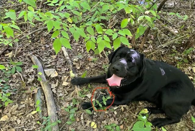 Kenosha police K-9 helps find evidence in Indianapolis homicide investigation