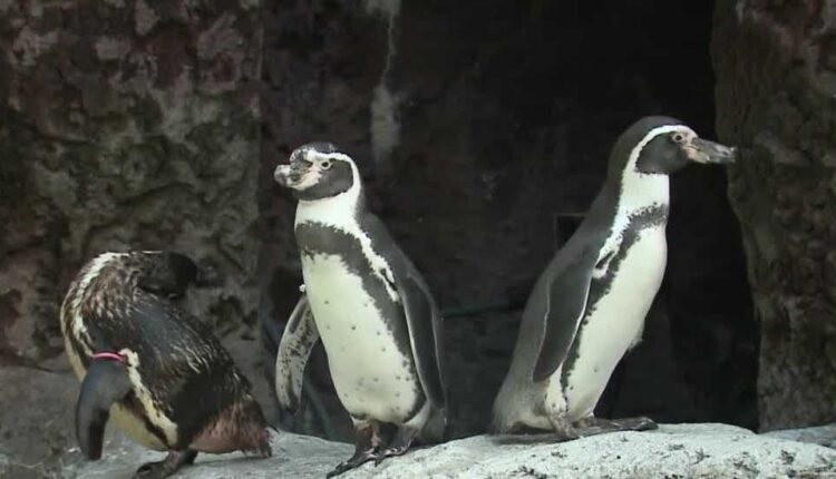 Penguin display reopens at Milwaukee County Zoo