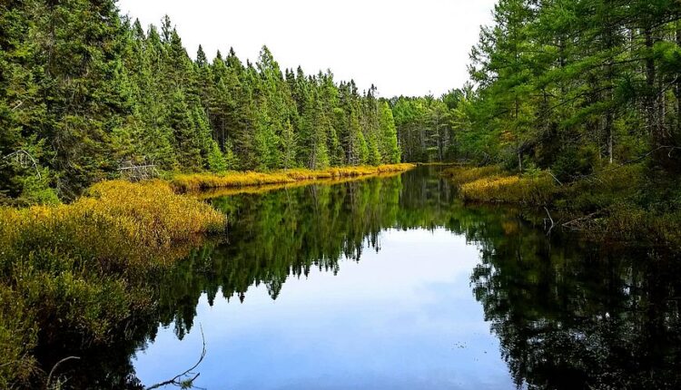 The Northern Highland-American Legion State Forest