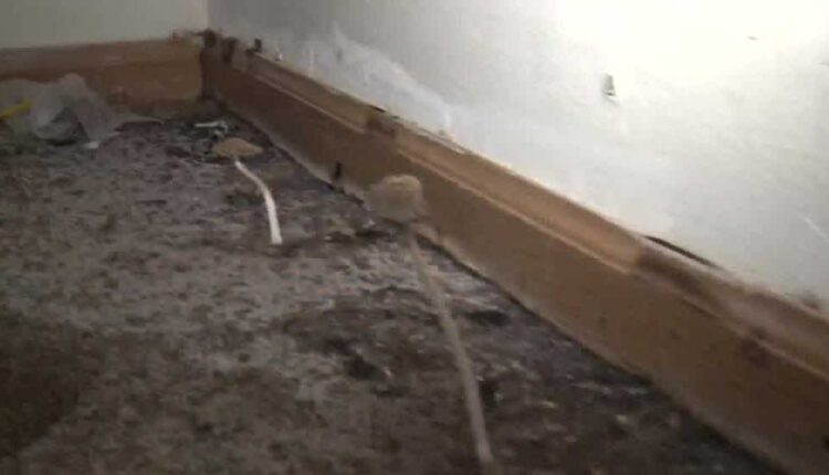 Mushrooms in carpet draws violations from City of Milwaukee