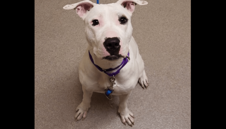 Nabi: Wisconsin Humane Society Featured Pet for Nov. 17