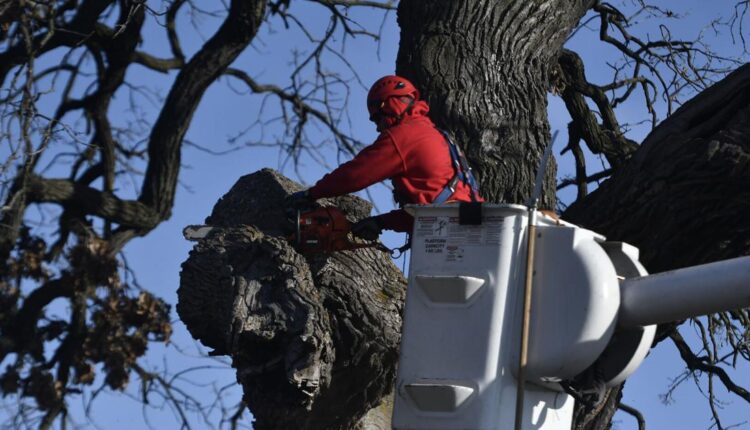 Kenosha landmark tree, living witness of history, comes down after nearly 250 years