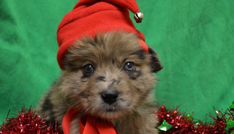 Racine & Me: Holiday Pet Tips 2022
