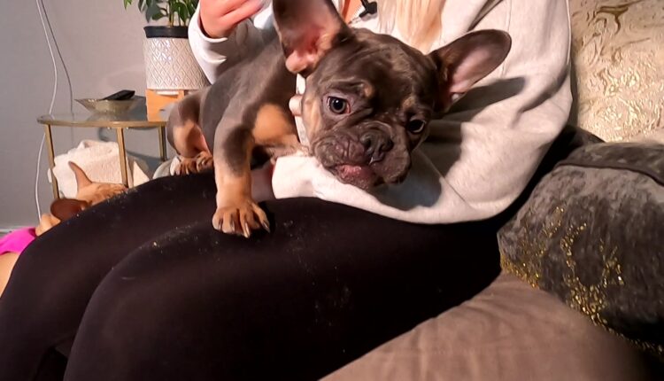 Owner reunited with French bulldogs stolen from Milwaukee home