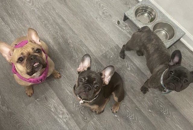 A photo of Milwaukee makeup artist Jenna Hayes' French bulldogs: Frankie, Chloe and Stella.