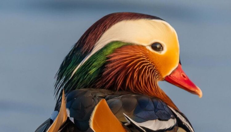 Mandarin duck sighting in Milwaukee draws eager spectators
