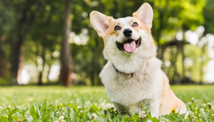 Pet cold weather safety tips with WHS
