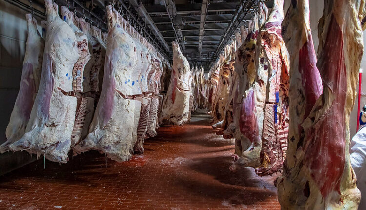 Carcasses in a meat processing plant