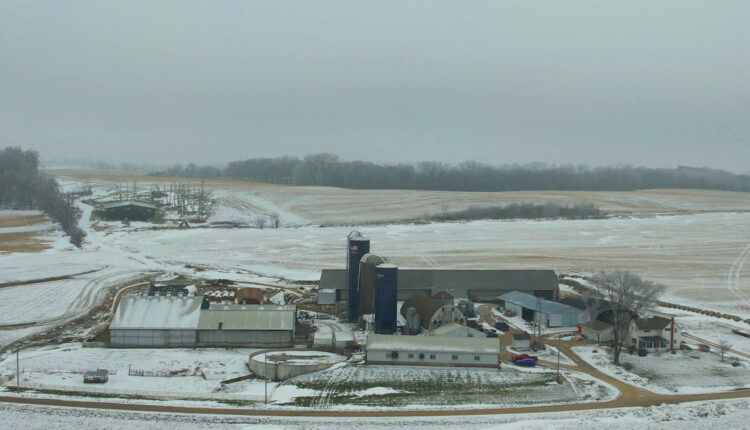 Death on a dairy farm