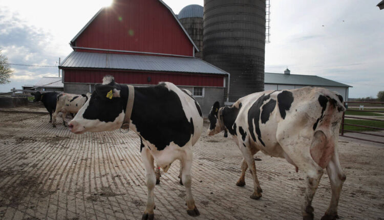 CAMBRIDGE, WI - APRIL 25: Cows walk from a barn after being milked on Hinchley's Dairy Farm on April 25, 2017 near Cambridge, Wisconsin. (Photo by Scott Olson/Getty Images)