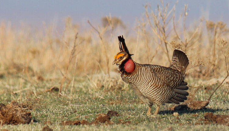 Prairie-Chicken-USFW.jpeg