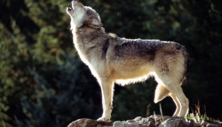 Republicans introduce bill setting specific wolf population number