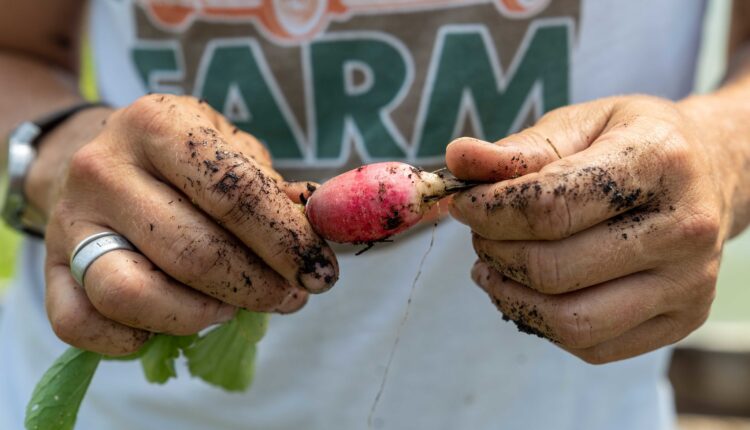 organic farm