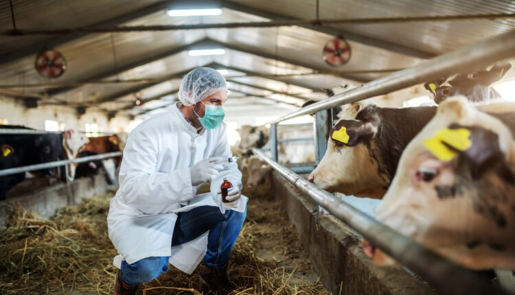 veterinarian